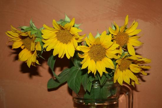 IMG_9712 Tournesols